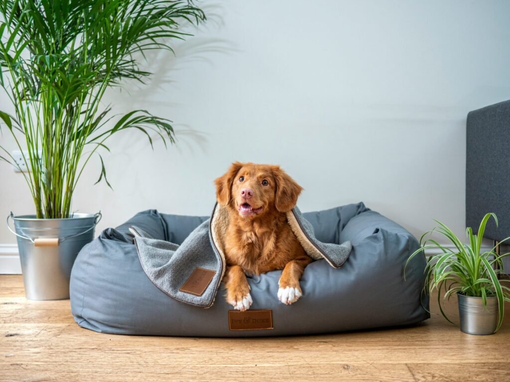 A dog sitting comfortably inside a pet-friendly Airbnb, showcasing a welcoming and cozy environment for pets.